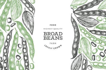 Hand drawn broad beans design template. Organic fresh food vector illustration. Retro pods illustration. Engraved botanical style cereal background.のイラスト素材