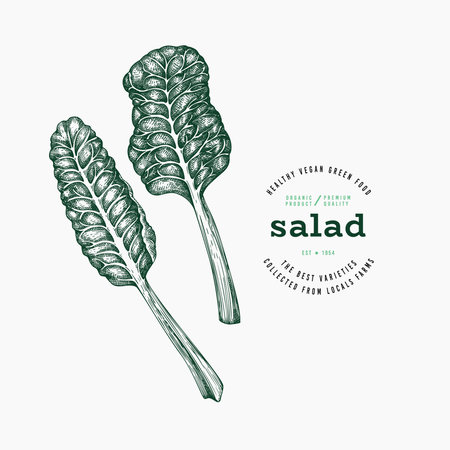 Vintage Style Swiss Chard Illustration. Green Vegetable Illustration. Vector Hand Drawn Salad. Vintage Style Gerden Cress Illustration. Green Vegetable Illustration. Vector Hand Drawn Salad.のイラスト素材