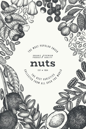 Hand Drawn Nuts Branch And Kernels Template. Organic Seed Vector Design. Retro Nut Illustration. Engraved Style Botanical Banner.のイラスト素材