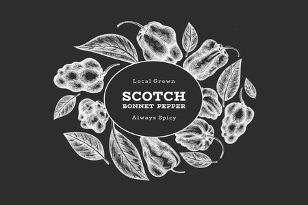 Hand drawn sketch style scotch bonnet pepper banner. Organic fresh vegetable vector illustration on chalk board. Retro cayenne pepper design templateのイラスト素材