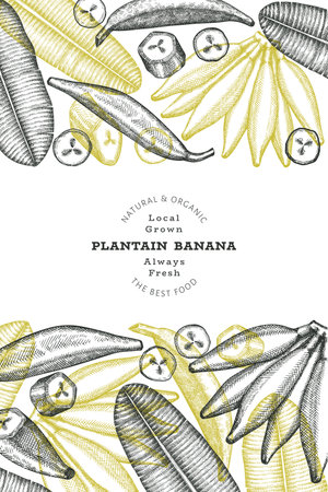Hand drawn sketch style plantain banner. Organic fresh fruit vector illustration. Retro exotic banana fruit design templateのイラスト素材