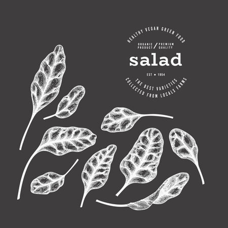 Vintage Style Chalk Board Beet Greens Illustration. Green Vegetable Illustration. Vector Hand Drawn Salad.のイラスト素材