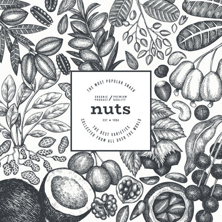 Hand Drawn Nuts Branch And Kernels Template. Organic Seed Vector Design. Retro Nut Illustration. Engraved Style Botanical Banner.のイラスト素材