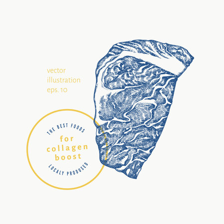 Vector Hand Drawn Meat Steak Illustration. Collagen Diet Food Illustration. Vintage Style Beef Steakのイラスト素材