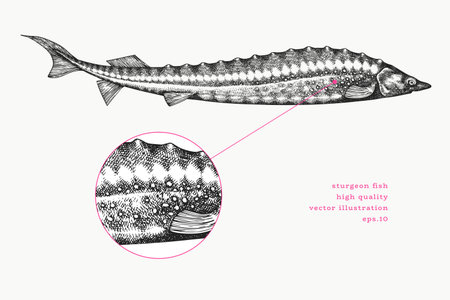 Vintage Style Sturgeon Illustration. Vector Hand Drawn Fish. High Quality Old Fashion Imageのイラスト素材