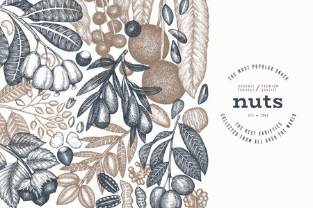 Hand Drawn Nuts Branch And Kernels Template. Organic Seed Vector Design. Retro Nut Illustration. Engraved Style Botanical Banner.のイラスト素材