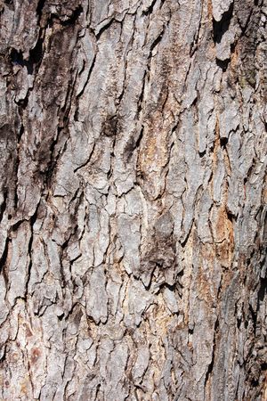 Bark background
