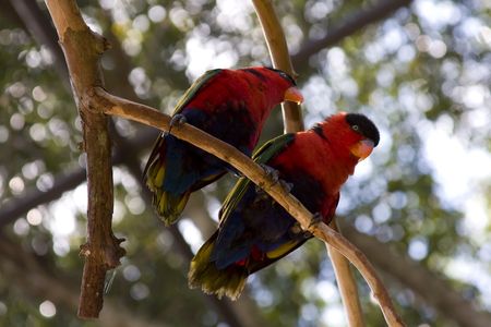 Pair of beautiful black-capped Lory, colorful parrot