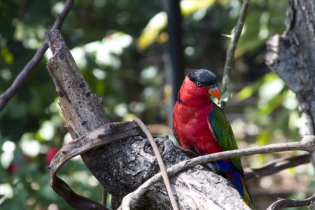 Beautiful black-capped Lory, colorful parrot