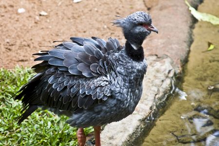 Big blue bird, rare and exotic (Southern Screamer)の写真素材