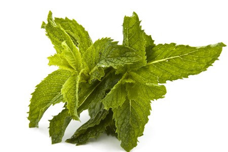 Fresh herb mintの写真素材