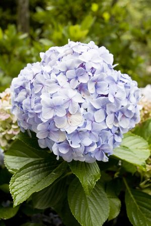 Beautiful blue hortensia hydrangea