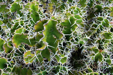 flora of the Canary Islandsの写真素材