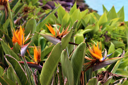 flora of the Canary Islandsの写真素材