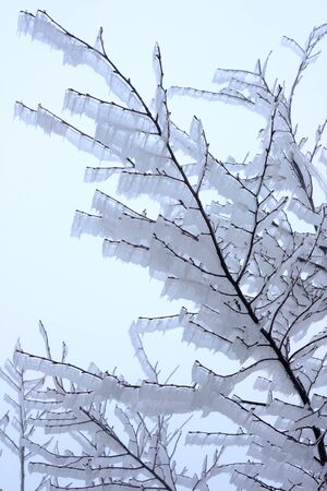 Frozen branch in white landscapeの写真素材