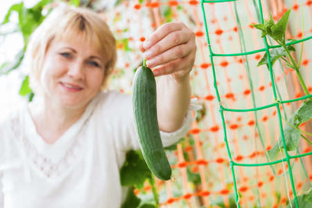 Woman in the garden in the greenhouse in summer and autumn. Adult middle-aged woman collects cucumbers, cucumbers.の写真素材