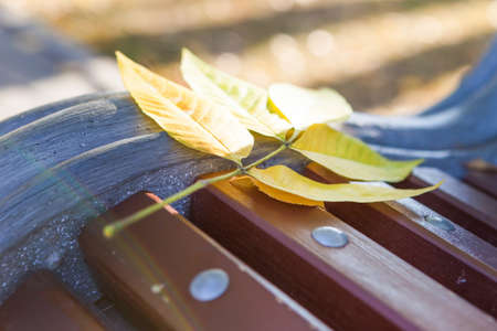 Autumn season leaves fall off. On a bench in the Park autumn leaf. Good weather outdoor, sunshine,