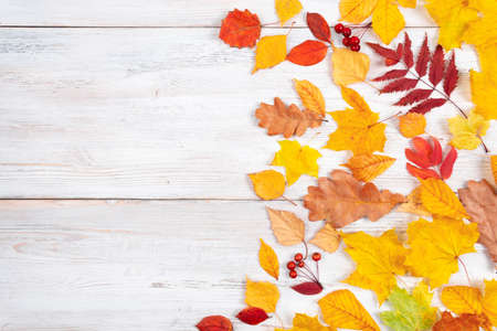 Autumn leaves are red and yellow on an old white wooden background. The concept of a holiday, study.の写真素材