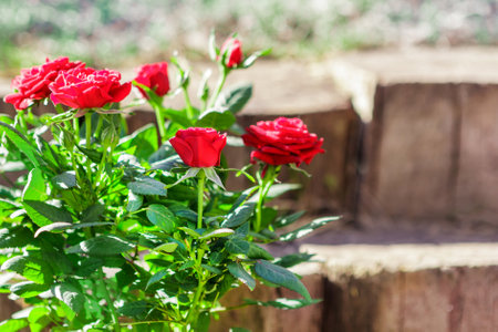 Flowers and plants in spring garden with morning sunの写真素材