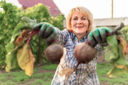 Woman collects beets in the garden. A middle-aged woman in the backyard holding vegetables.の写真素材