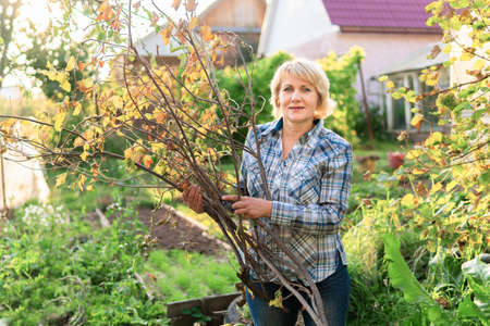 A woman in jeans and a shirt removes branches in the garden. A middle-aged woman in the backyard...