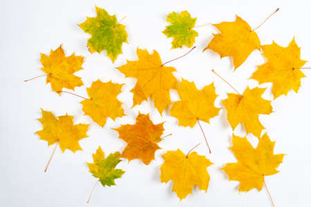 Autumn maple leaves on wooden table.Falling leaves natural background.