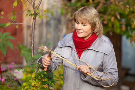 A woman in the autumn garden harvests and removes garbage.