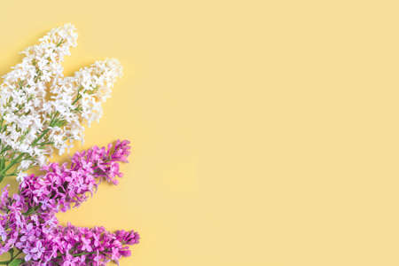 Floral pattern lilac branches and petals on yellow background. Frame.の写真素材
