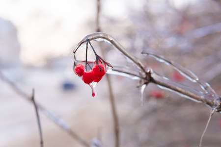 Trees and plants were covered with ice after an icy rainの写真素材