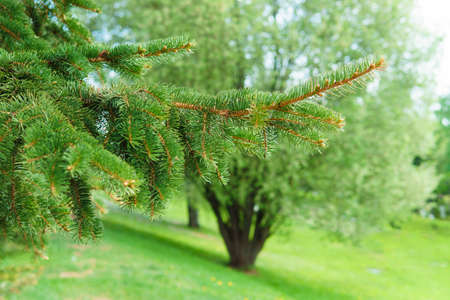 Coniferous trees in the Park in nature, background design.の写真素材