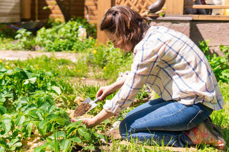 A woman is gardening in her backyard, she plants seedlings.の写真素材