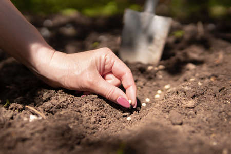 Seedlings in the hands of a woman farmer.Growing plant sprouts in the ground.の写真素材