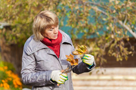 A woman in the autumn garden harvests and removes garbage.の写真素材