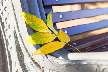 Yellow autumn leaves and trees in the park on a bench.