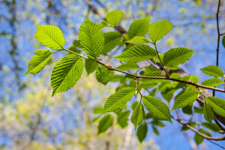 Beautiful wild flowers in the forest springの写真素材