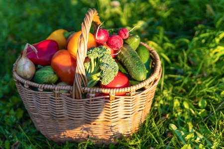 Ripe vegetables in a basket on the green grass in the gardenの写真素材