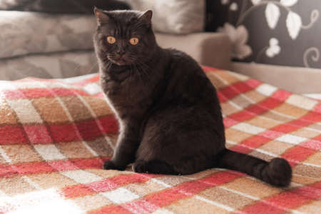 Cat dark wool sits on the couch with a red blanket.の写真素材