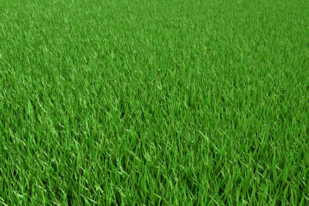 The texture of green grass for the background. Green lawn pattern and textured background. 3d render.の写真素材