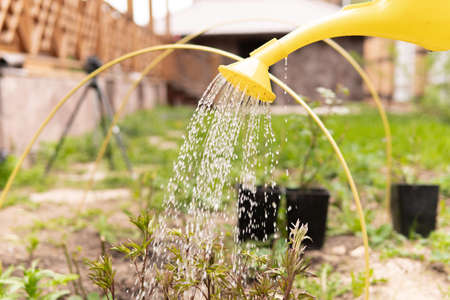 A woman is watering seedlings in the backyard garden.の写真素材