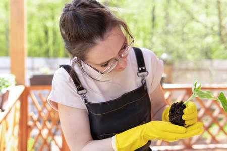 A woman is planting seedlings in the garden. She takes care of the leaves of young cucumber plants.
