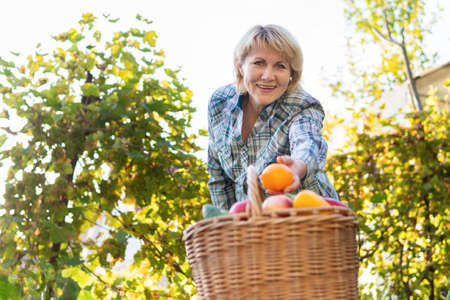 Woman working in the garden in a bed of vegetablesの写真素材