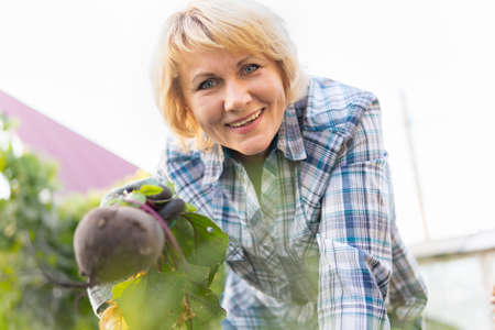 Woman working in the garden in a bed of vegetablesの写真素材