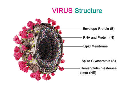 COVID, coronavirus infection. A strain of the virus. 3d render.の写真素材