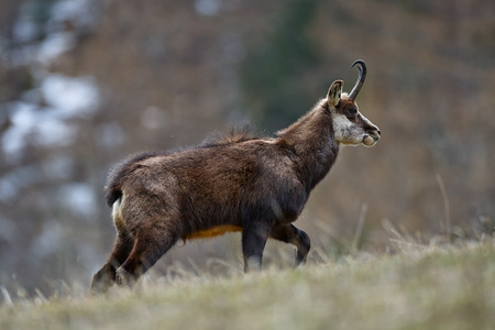 chamois walking in the grass in the mountainsの写真素材