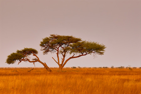 Landscape in the late afternoon in Namibiaの写真素材