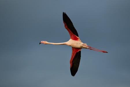 greater flamingo in flight in Camargueの写真素材