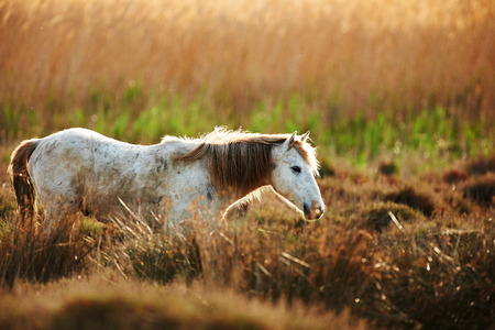 White horse of Camargue  backlightの写真素材