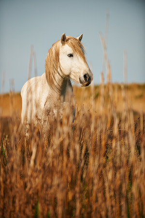 white horse of Camargue の写真素材