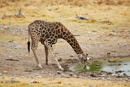 Giraffe drinking in a waterhole in Etosha National Parkの写真素材