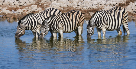 Three zebras drinking at a waterhole in Namibiaの写真素材